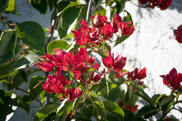 Bougainvillea or bougainvillea, climbing plant.