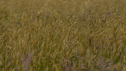 great cornfield in New Zealand, great plants in New Zealand, close up corn field photography