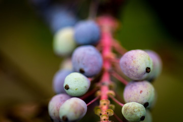 Berries