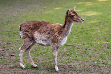 Full body of female fallow deer (dama, dama) on the meadow