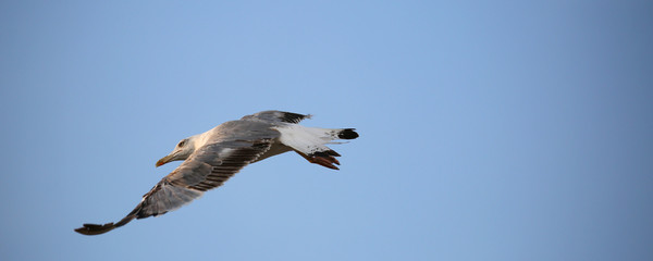 seagull of Laridae Family Bird with wings flying lonely in the s