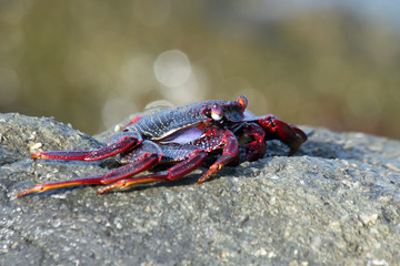 rote_Klippenkrabbe