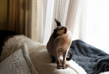 Sphynx cat sits on the bed with his eyes closed. Cat of breed the canadian Sphynx sitting and looking out the window.