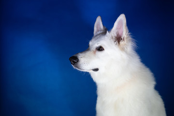 Portret dużego białego długowłosego psa