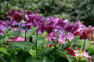 Hortensien (Hydrangea) Pflanze mit Blüten