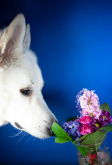 Biała głowa psa wąchającego kolorowy bukiet kwiatów