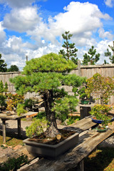 Bonsai displayed on an outdoor bench