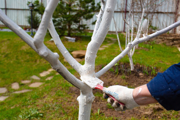 Spring tree protection. Painting trees with lime. 