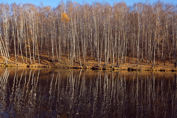 Autumn birch grove reflected in the water.