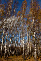 Autumn birch grove