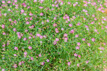 Beautiful gypsophila, babysbreath gypsophila (Gypsophila paniculata L.) blooming in the garden