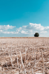 Paisaje con árbol solitario