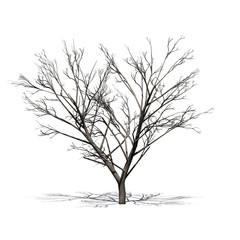 Honey Mesquite tree with shadow on the floor in winter - isolated on white background - obrazy, fototapety, plakaty