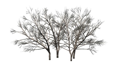 various Honey Mesquite trees in winter - isolated on white background