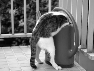 Le chat dans l'arrosoir