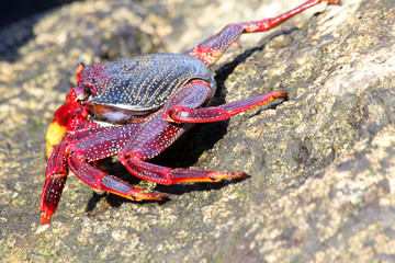 rote_Klippenkrabbe