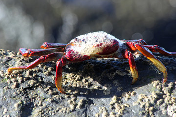 rote_Klippenkrabbe