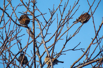 Sparrow flock on a tree under the blue sky