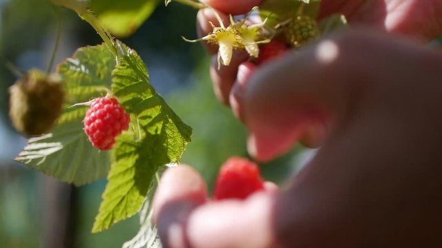 Close-up of a female farmer hand that gently snaps off a ripe raspberries from a bush on a summer sunny day background, harvesting raspberries on a plantation, raspberry picker.