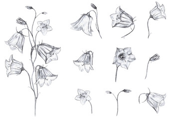 Hand drawn floral set of isolated objects with graphic bluebell flowers, stem and buds on white background