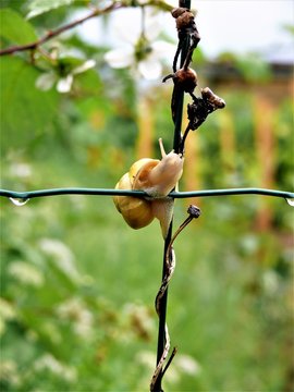 snail, escargot accrobate