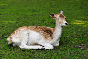 Naklejka na ściany i meble Full body of female fallow deer (dama, dama) on the meadow