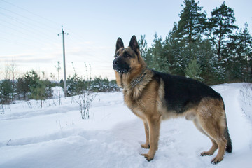 dog in snow