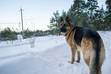 dog in snow