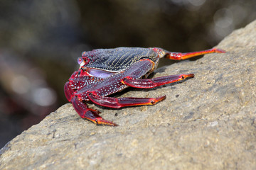 rote_Klippenkrabbe