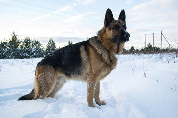 dog in snow