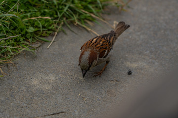 Sparrow on a field at Taylors mistake walkway in New Zealand, wildlife of New Zealand, close up photography of a Sparrow