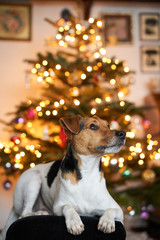 Jack Russell Terrier