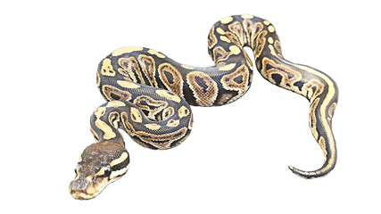 Big snake on black background