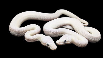 Big snake on black background