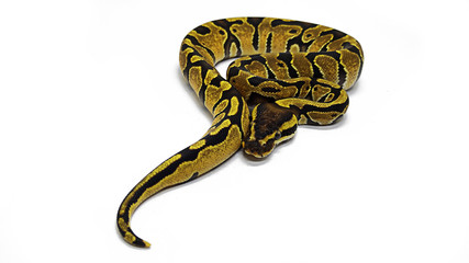 Naklejka premium Big snake isolated on white background