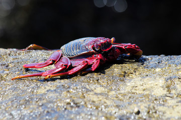 rote_Klippenkrabbe
