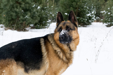 dog in the snow