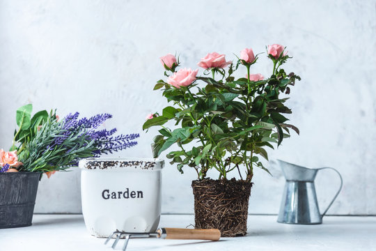 Transplantation, Repotting Of Bushes, Flowers. Rose Bush With Soil, Pot And Accessories For Seedlings