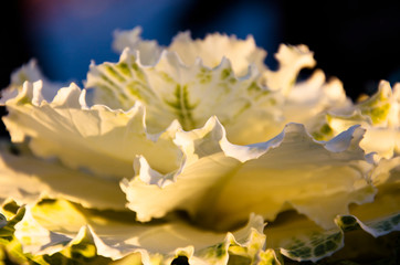 abstract composition of a zoomed yellow flower and its leaf