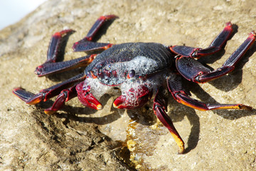 rote_Klippenkrabbe