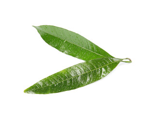 Fototapeta na wymiar Green mango leaves with water drops on white background