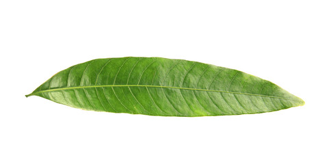 Obraz premium Fresh green mango leaf on white background