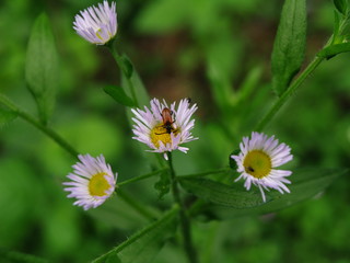 Obraz premium OLYMPUS DIGITAL CAMERA