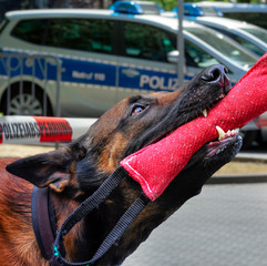 Diensthund der Polizei mit Beisswurst und mehreren Streigenwagen im Hintergrund als Symbolbild für Diensthundeinsatz.