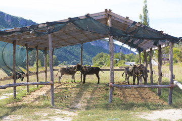 Fototapeta na wymiar A shed for the donkeys on the farm