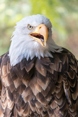 portrait of an american bald eagle