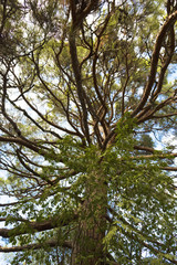 A frightening tree with many branches