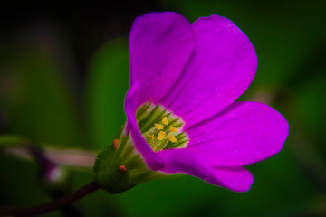 Macro shot beautiful pink oxalis magnifica flowers in the garden	