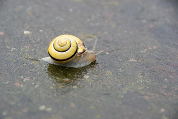 Schnecke bei Regen