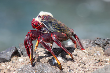 rote_Klippenkrabbe